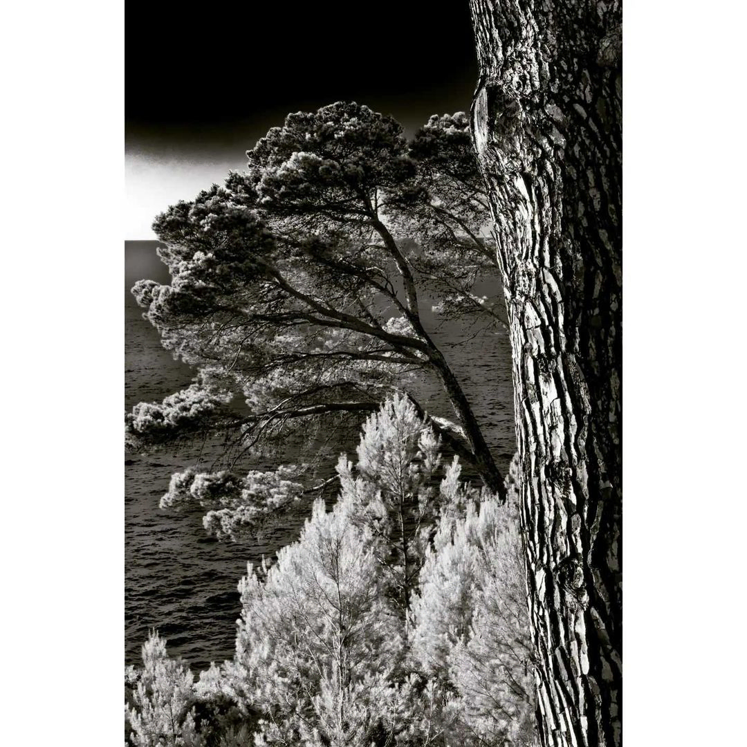 arboles blanco y negro